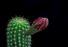 Cactus flower blooming