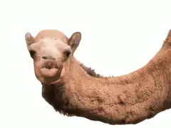 Camel Guess What Hump Day