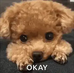 Cute puppy looking at camera with text OKAY