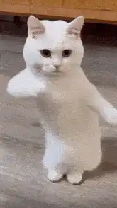 white cat dancing on hind legs