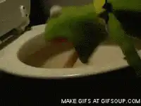 Kermit drinks from toilet