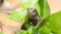 Toad in leaves says thanks