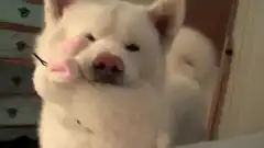 white dog applying makeup