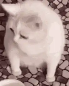 white cat looking down