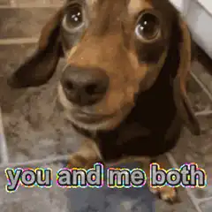 Sad dog you and me both
