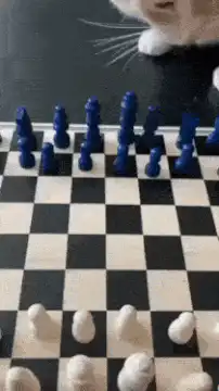 cat knocks over chess pieces