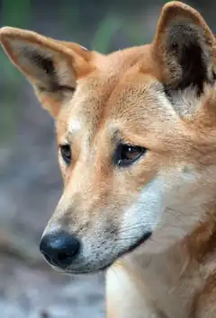 Close-up of a dingo looking serious