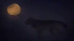 wolf howling at the moon