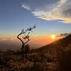 silhouette of dead tree against sunset