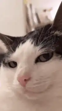 Smug cat face close up