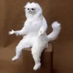 White fluffy cat with human hands