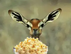 Gazelle eating popcorn