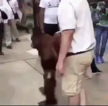 Orangutan dancing with people
