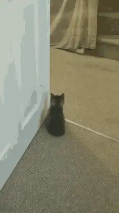 Kitten meets dachshund puppy
