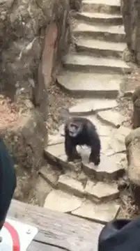Elderly woman in wheelchair sees gorilla