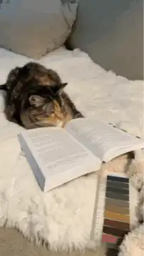 cat reading a book