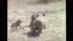baboon riding warthog