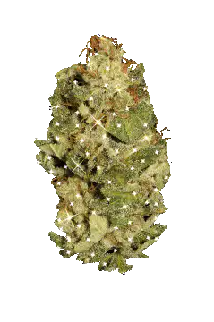 sparkling cannabis bud