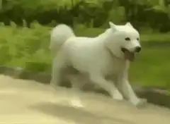 White dog running on sidewalk