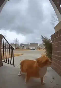Corgi startled by bird on porch