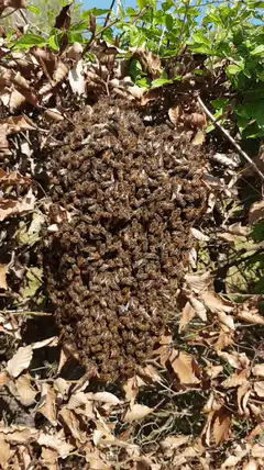 Large swarm of bees on a bush