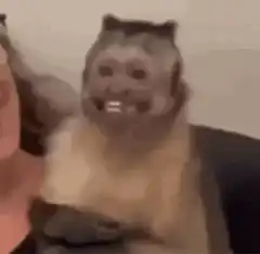 Smiling monkey with teeth