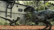 Velociraptors in Jurassic Park