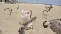 woman on beach covered by towel from seagulls