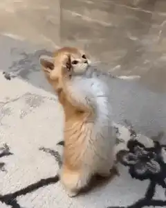 Kitten standing on hind legs