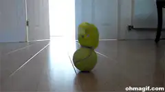 budgie balancing on tennis ball