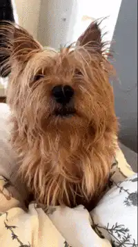 Fluffy dog shaking head
