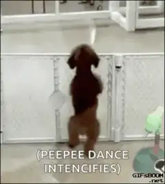Peepee Dance Intensifies Dog