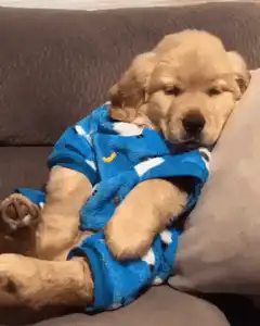 Golden Retriever puppy yawning in pajamas