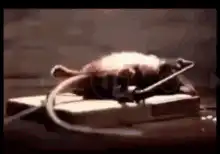 mouse on a mousetrap