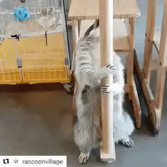 Raccoon hugging a wooden pole