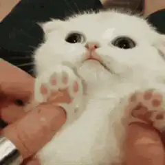 Cute white kitten with big eyes