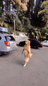 Golden Retriever standing on hind legs