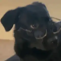 Black dog wearing glasses