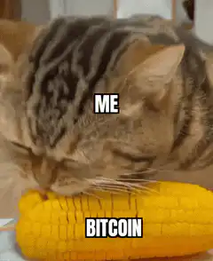 Cat eating corn labeled me and bitcoin