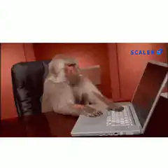 Monkey typing on laptop