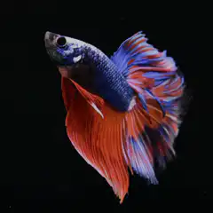 Colorful betta fish with let's see text