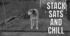 Dog standing on deck with text