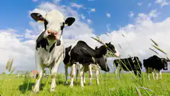 cow looking at camera in field
