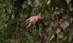 Hand reaching through ivy leaves