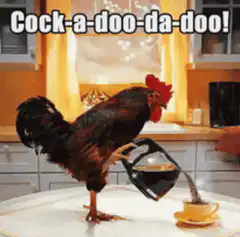 Rooster pouring coffee
