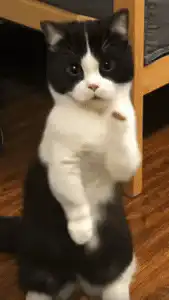 black and white cat standing and waving paws