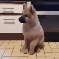 Fluffy puppy sitting on kitchen floor