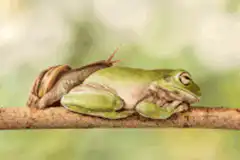 Snail riding a sleeping frog