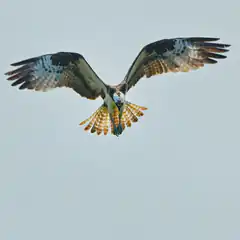 Osprey flying with fish