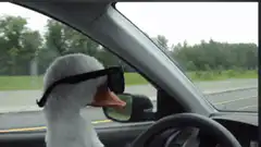 cool duck driving car